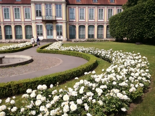 Różanki przed Pałacem Opatów